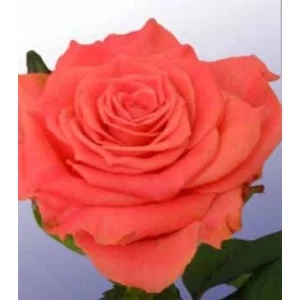 Роза "Амстердам"(Amsterdam)